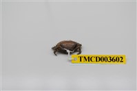 藏品(牧氏毛粒蟹)的圖片